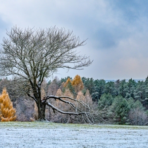 SŁAWOMIR ŁUKASIK "Drzewo zimą"